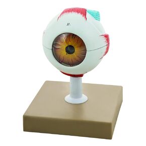EISCO Human Eye Model - 3X Enlarged - 7 Parts Labs