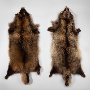Genuine Natural Tanned Raccoon Hides Fur Pelts Graded 1 Real Raccoon Skin Hides for Fly Tying Crafts Fur Coats Trapping Fluffy Fur Taxidermy Decor Length 29.5-31.5inch Width 9.8-11.8inch Brown