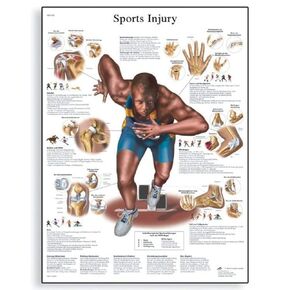 3B Scientific VR2188L Glossy UV Resistant Laminated Paper Blessures Sportives Anatomical Chart (Sports Injuries Anatomical Chart, French), Poster Size 20" Width x 26" Height