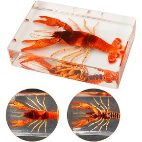 Crayfish Specimen - Real Resin Crayfish Embedded Specimen Teaching Resources Specimen Paperweight Taxidermy Shrimp Specimen Model for Biological Collectible, School Science Education and,A