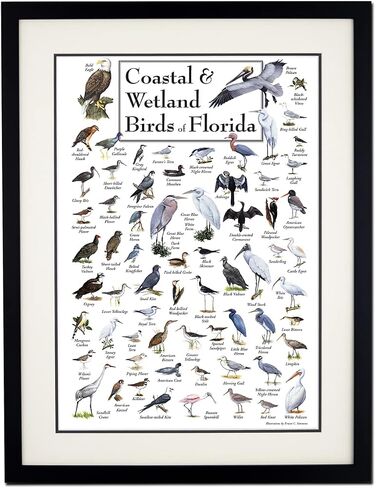 Earth Sky + Water - Coastal & Wetland Birds of Florida - Poster in Saudi Arabia