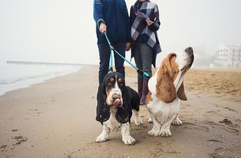 حزام مقعد السيارة للكلاب من Paws First Dog، لحماية الحيوانات الأليفة، ملحقات سفر للكلاب، نايلون مسامي، مقاس X-Large in Kuwait