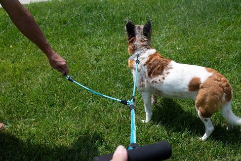 حزام مقعد السيارة للكلاب من Paws First Dog، لحماية الحيوانات الأليفة، ملحقات سفر للكلاب، نايلون مسامي، مقاس X-Large in Kuwait
