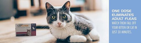 PetArmor CAPACTION (nitenpyram) علاج البراغيث عن طريق الفم للقطط، أقراص سريعة المفعول تبدأ في قتل البراغيث في 30 دقيقة، القطط 2-25 رطل، 6 جرعات in Kuwait
