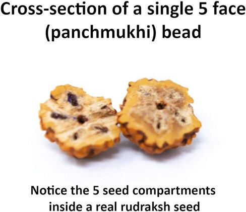 مجموعة Wonder Care من قلادة Rudraksha Mala الأصلية ذات 5 وجوه (Panchmukhi) النيبالية Japa + Rudraksha Mala الأصلية مع غطاء ذهبي اللون in Kuwait