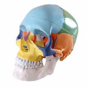 Human 1:1 Size Skull with Colored Bone Joint Simulation Model Medical Anatomy Type:YR-H-XC-104C