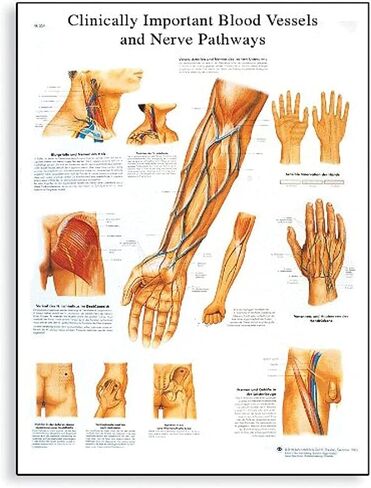 3B Scientific VR1359UU مخطط تشريحي للأوعية الدموية والمسارات العصبية المهمة سريريًا على ورق لامع غير مصفح in Saudi Arabia