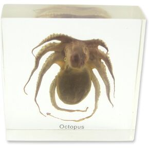 REALBUG Octopus Specimen
