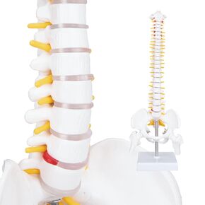 Human Spine Model - 45cm Mini Spinal Column Model 1/2 of Normal Scale of an Adult Spine