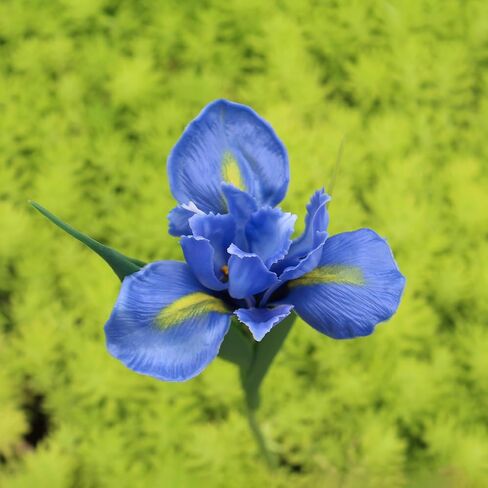 6 Pcs Iris Flower, Artificial Flowers for Decoration, Fake Latex Bouquet for Home Kitchen Garden Wedding Bridal Party Office Centerpieces Décor (6, Blue) in Saudi Arabia