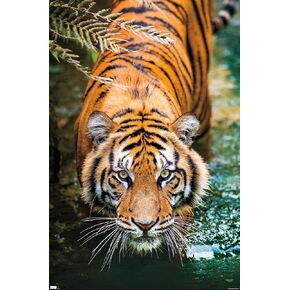 Trends International Tiger - ملصق حائط مائي، 22.375 بوصة × 34 بوصة، إصدار غير مؤطر
