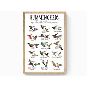 Retro Metal Tin Sign 8 X 12 Inches Hummingbirds of North America Id Chart Birding Poster Educational Nature Classroom Nature Decor Identification Wildlife Woodland Stem Print Rustic Home Decor