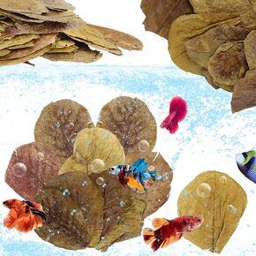 LeonBach 100 Pcs Large Catappa for Fish,5-8 Inch 250g Indian Almond Leaves Creates Native Environment,Catappa Leaves Beta Fish Leaf for Aquarium Shrimp Tank Decorations Water Conditioner
