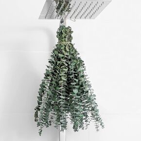 FAVOWREATH 12 Pcs Eucalyptus for Shower Hanging 17" Real Eucalyptus Stems 100% Made from Fresh Eucalyptus Leaves, Dried Eucalyptus Stems Used for Wedding Decor Home Decor Farmhouse Decor Spring Decor