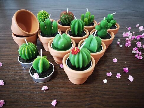 Succulent Candles, Novelty Cactus Tealight Candle Baby Shower Candle Decorations for Party Favors Terrarium Cacti candels Home Decor… in Kuwait