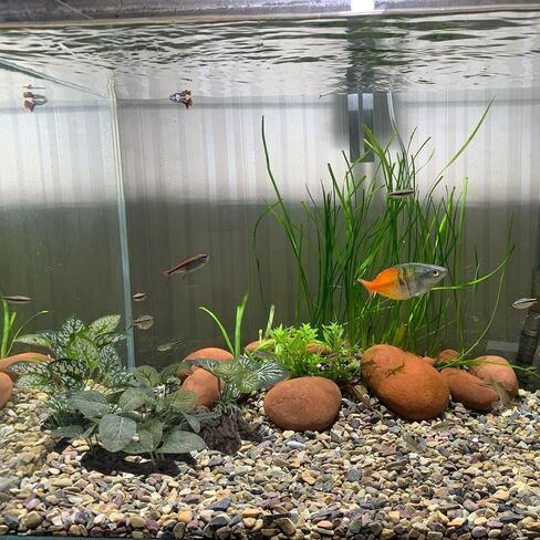 M2cbridge Artificial Fish Tank Plants Aquarium Plant Aquatic Water Grass Foreground Decor (1PC Green) in Kuwait