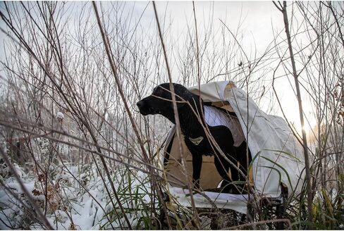 Momarsh Invisi Lab Dog Blind Snow Cover in Kuwait