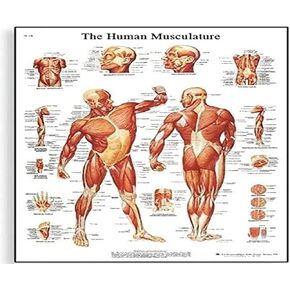 3B Scientific VR2118L Glossy UV Resistant Laminated Paper La Musculature Humaine Allergies Chart (Human Musculature Anatomical Chart, French), Poster Size 20" Width x 26" Height in Kuwait