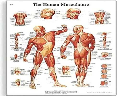 3B Scientific VR2118L Glossy UV Resistant Laminated Paper La Musculature Humaine Allergies Chart (Human Musculature Anatomical Chart, French), Poster Size 20" Width x 26" Height in Kuwait
