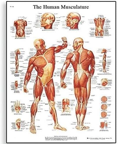 3B Scientific VR2118L Glossy UV Resistant Laminated Paper La Musculature Humaine Allergies Chart (Human Musculature Anatomical Chart, French), Poster Size 20" Width x 26" Height in Kuwait