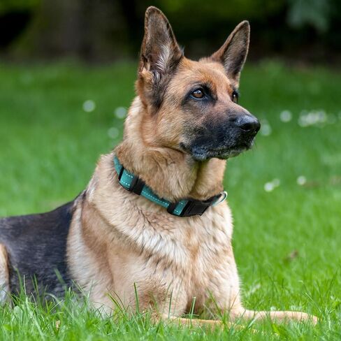 Dog Collar with Buckle, Breathable Nylon Reflective Adjustable Dog Collars for Small, Medium, Large Dogs, Black/Large in Saudi Arabia