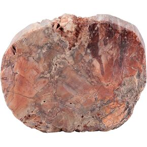 Amogeeli Natural Petrified Wood Slice Stone Specimen with Wooden Stand, Irregular Mineral Crystal Decoration for Home & Office