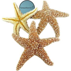 Sugar Starfish Sea Shell Wedding Real Craft 6" - 8" #JC-216 (1 pc) in Kuwait