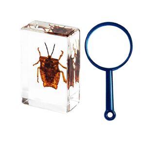Insect in Resin Bug Preserved Specimen Collection Paperweights Resin Insects Specimen for Office Men Women Biology Science Teacher Education Bug Supplies with Magnifier (CAI jin GUI), Taanfu01