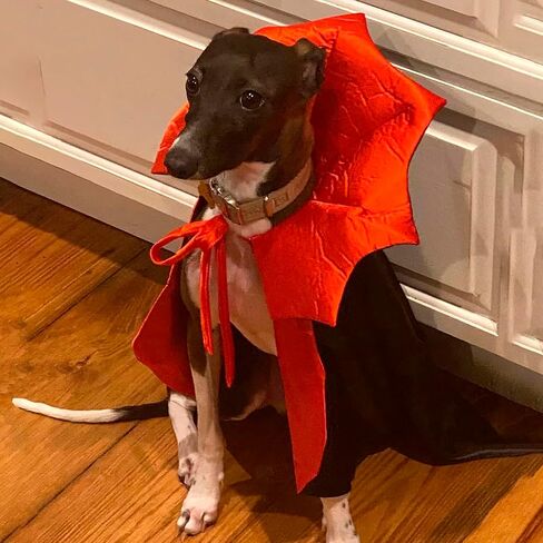 ADOGGYGO Halloween Dog Costume Dog Vampire Devil Costume Dog Halloween Cloak Cape Red Black Halloween Costumes for Small Medium Large Dogs in Kuwait