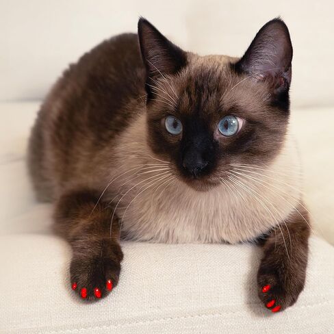 Soft Claws Safe Scratch-Free Solution for Cats - CLS (Cleat Lock System), Size: Small, Color: Red in Kuwait