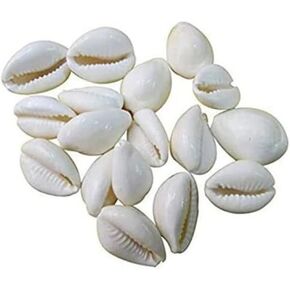 White Kauri Safed Kodi White Kaudi Safed Kauri Premium Quality for Puja - 11 Pcs Pack Stone Decorative Showpiece 1.6 cm Stone White