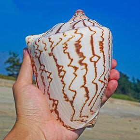 Large Conch Shells 1PCS Natural Sea Shells 4.7''-5.5'' for Home Decorations, Beach Theme Party, Wedding Decor, DIY Crafts, Fish Tank and Shell Collectors Decoration