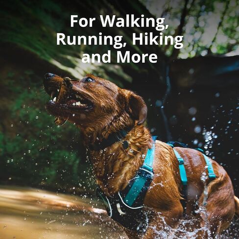 Ruffwear، حزام فلاجلاين للكلاب، خفيف الوزن للرفع والمساعدة مع مقبض مبطن، رمادي جرانيت، متوسط in Kuwait