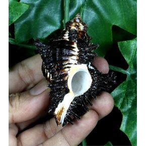 ASHIRWAD Shani Shankh for Health and Success, boosts and stabilizes monetary resources Helps removing Negative Energy (Shani-Shankh-(2.0 Inch)) in Kuwait