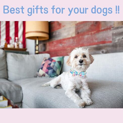 Unique style paws Easter Day Dog Collar with Flower Carrot Holiday Collar Gift for Small Medium Large Boys Girls Dogs-S in Kuwait
