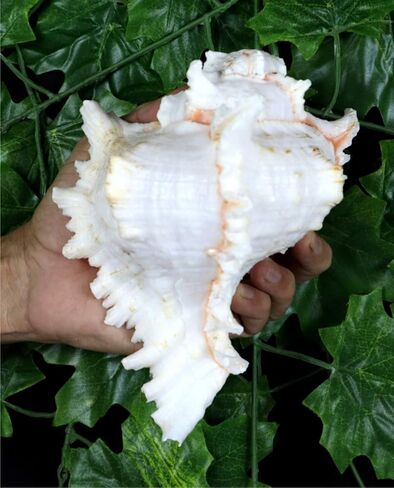 ASHIRWAD Garuda Blowing Shankh, Murex Ramosus - Conch Shell - Puja Ritual - Shankhnaad for Home Decor (9.5 inch) in Saudi Arabia