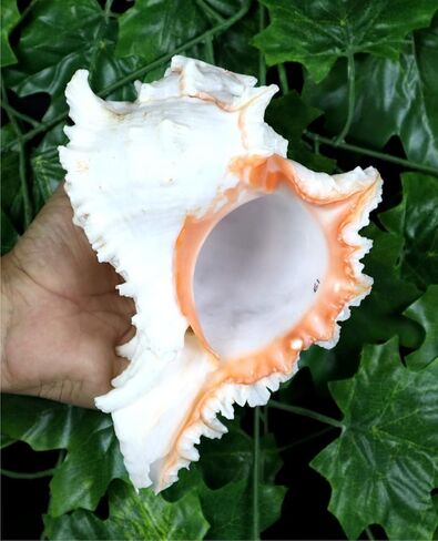 ASHIRWAD Garuda Blowing Shankh, Murex Ramosus - Conch Shell - Puja Ritual - Shankhnaad for Home Decor (9.5 inch) in Saudi Arabia