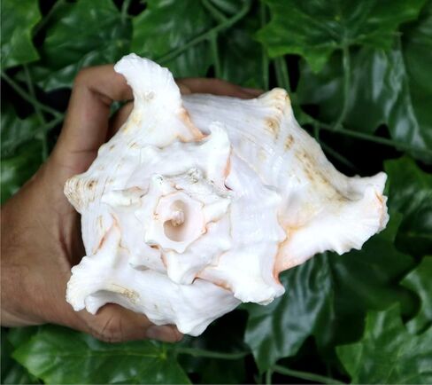 ASHIRWAD Garuda Blowing Shankh, Murex Ramosus - Conch Shell - Puja Ritual - Shankhnaad for Home Decor (9.5 inch) in Saudi Arabia