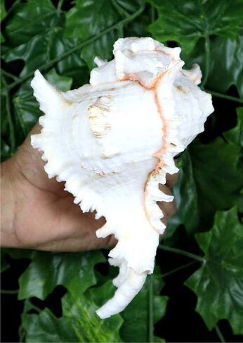 ASHIRWAD Garuda Blowing Shankh, Murex Ramosus - Conch Shell - Puja Ritual - Shankhnaad for Home Decor (9.5 inch) in Saudi Arabia