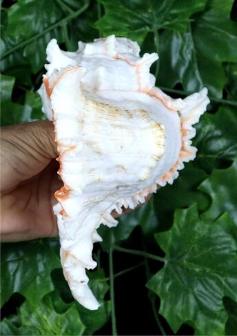ASHIRWAD Garuda Blowing Shankh, Murex Ramosus - Conch Shell - Puja Ritual - Shankhnaad for Home Decor (9.5 inch) in Saudi Arabia