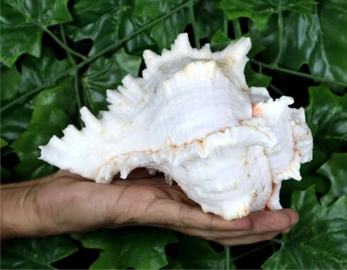 ASHIRWAD Garuda Blowing Shankh, Murex Ramosus - Conch Shell - Puja Ritual - Shankhnaad for Home Decor (9.5 inch) in Saudi Arabia
