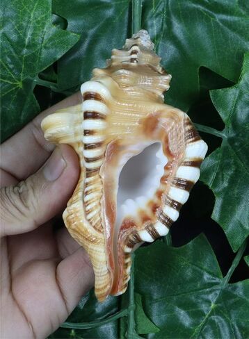 ASHIRWAD Original Ganesh Shankh, Conch Shell for Puja Ritual, all Well-being, Health and Success for Life (Ganesh Shankh (Pouch) - 3.5 in) in Kuwait