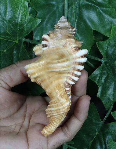 ASHIRWAD Original Ganesh Shankh, Conch Shell for Puja Ritual, all Well-being, Health and Success for Life (Ganesh Shankh (Pouch) - 3.5 in) in Kuwait