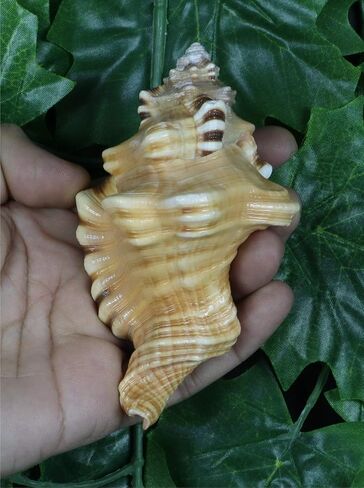 ASHIRWAD Original Ganesh Shankh, Conch Shell for Puja Ritual, all Well-being, Health and Success for Life (Ganesh Shankh (Pouch) - 3.5 in) in Kuwait