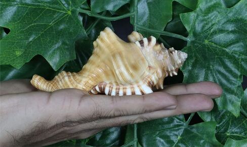 ASHIRWAD Original Ganesh Shankh, Conch Shell for Puja Ritual, all Well-being, Health and Success for Life (Ganesh Shankh (Pouch) - 3.5 in) in Kuwait