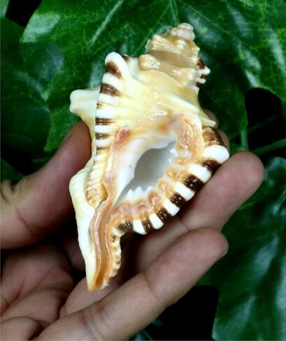 ASHIRWAD Original Ganesh Shankh, Conch Shell for Puja Ritual, all Well-being, Health and Success for Life (Ganesh Shankh (Pouch) - 3.5 in) in Kuwait