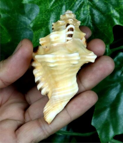 ASHIRWAD Original Ganesh Shankh, Conch Shell for Puja Ritual, all Well-being, Health and Success for Life (Ganesh Shankh (Pouch) - 3.5 in) in Kuwait