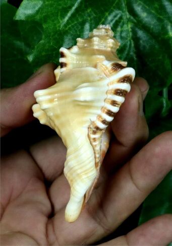 ASHIRWAD Original Ganesh Shankh, Conch Shell for Puja Ritual, all Well-being, Health and Success for Life (Ganesh Shankh (Pouch) - 3.5 in) in Kuwait