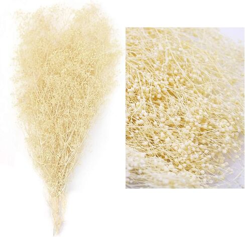 حزم زهرة الجبسوفيلا المجففة من MIHUAGE، نفس الطفل الطبيعي لترتيبات الزفاف DIY ديكورات المنزل 17 بوصة 3 أونصة من الزهور المجففة المحفوظة (أبيض) in Kuwait