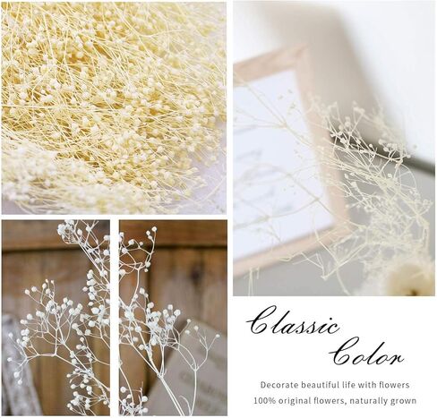حزم زهرة الجبسوفيلا المجففة من MIHUAGE، نفس الطفل الطبيعي لترتيبات الزفاف DIY ديكورات المنزل 17 بوصة 3 أونصة من الزهور المجففة المحفوظة (أبيض) in Kuwait